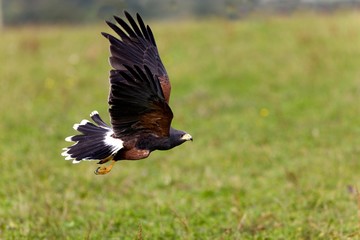 Harris Hawk, parabuteo unicinctus, in Flight