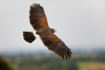 Obraz na płótnie Canvas Harris Hawk, parabuteo unicinctus, in Flight