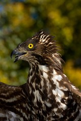 Honey Buzzard, pernis apivorus, Portrait, Normandy