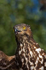 Honey Buzzard, pernis apivorus, Portrait, Normandy