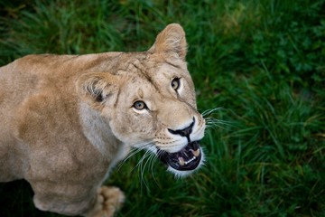 Obraz na płótnie Canvas African Lion, panthera leo, Female