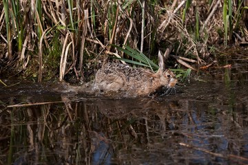 European Brown Hare, lepus europaeus, Adult crossing Waterhole, Normandy