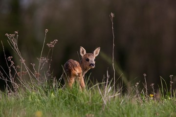 Roe Deer, capreolus capreolus, Fawn standing in Long Grass, Normandy