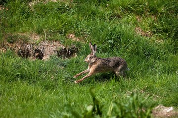 European Brown Hare, lepus europaeus, Adult running on Grass, Normandy