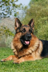 German Shepherd Dog, Adult laying on Grass