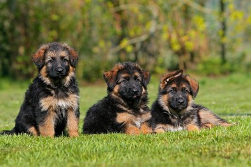 Fototapeta na wymiar German Shepherd Dog, pup standing on Lawn