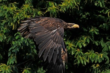 Bald Eagle, haliaeetus leucocephalus, Immature in Flight