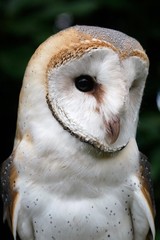 Barn Owl, tyto alba, Portrait of Adult