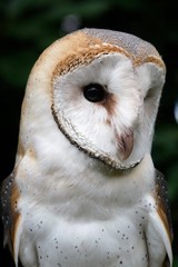 Barn Owl, tyto alba, Portrait of Adult