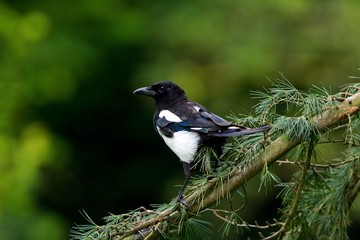 Black Billed Magpie or European Magpie, pica pica, Adult standing on Branch, Normandy