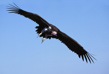 Lappet Faced Vulture, torgos tracheliotus, Adult in Flight, Masai Mara park in Kenya