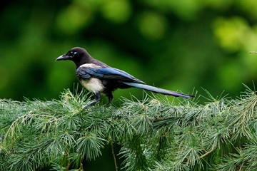 Black Billed Magpie or European Magpie, pica pica, Adult standing on Branch, Normandy