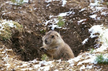 Black-Tailed Prairie Dog, cynomys ludovicianus, standing at Den Entrance