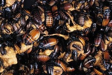 Madagascar Giant Hissing Cockroach, gromphadorhina portentosa