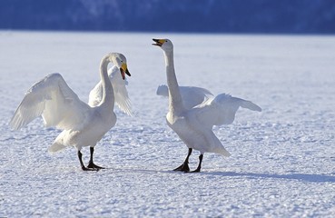 Whooper Swan, cygnus cygnus, Pair in Courtship Display, Hokkaido Island in Japan