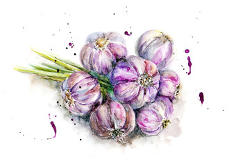 Watercolor bunch of garlic in sketch style
