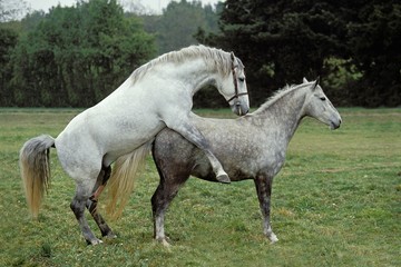 Obraz na płótnie Canvas Lipizzan Horse, Pair Mating