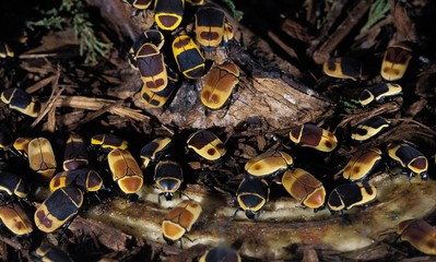 Beetles in Congo