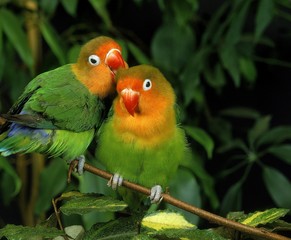 Fischer's Lovebird, agapornis fischeri, Pair Grooming