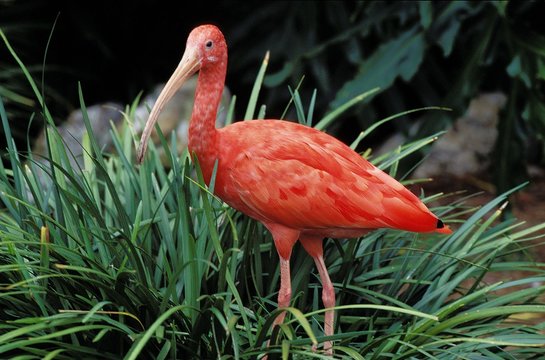 Scarlet Ibis, Eudocimus Ruber