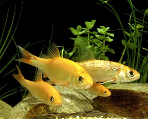 Golden Orfe, leuciscus idus