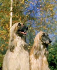 Afghan Hound