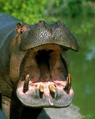 Hippopotamus, hippopotamus amphibius, Adult Yawning, with Open Mouth