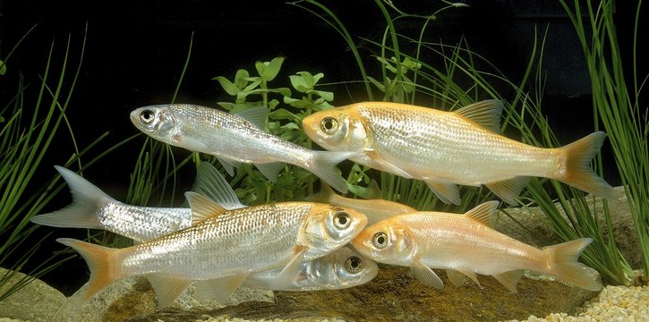 Golden Orfe, leuciscus idus