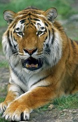 Siberian Tiger, panthera tigris altaica