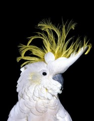 Lesser Sulphur-crested Cockatoo, cacatua sulphurea, Portrait against Black Background
