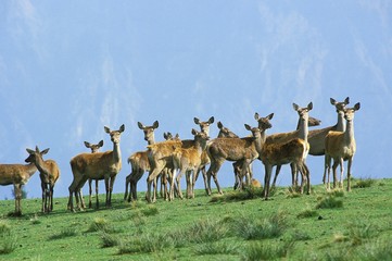 Naklejka na ściany i meble Red Deer, cervus elaphus, Herd of Females