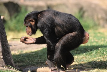 Chimpanzee, pan troglodytes using Twig