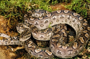 Argentine Rainbow Boa, epicrates cenchria alvarezi