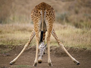Masai Girafffe, giraffa camelopardalis tippelskirchi, Drinking, Masai Mara Park in Kenya © slowmotiongli
