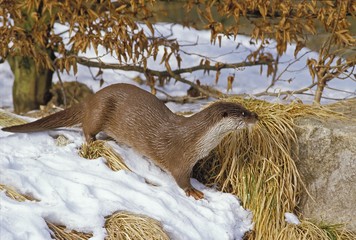 European Otter, lutra lutra, standing on Snow