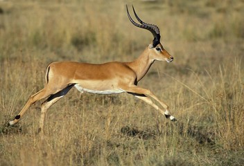 Impala, aepyceros melampus, Male Running, Masai Mara Park in Kenya