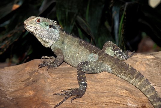 Australian Water Dragon, physignathus lesueurii