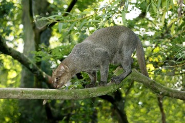 Jaguarundi, herpailurus yaguarondi