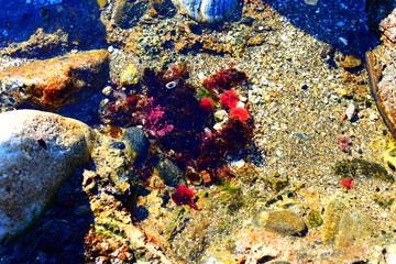 colored stones on the beach