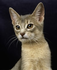 Blue Abyssinian Domestic Cat, Portrait of Kitten against Black Background