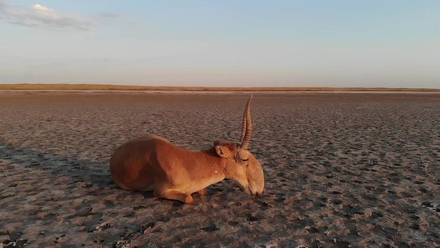 Kalmykia, nature reserve. Male saiga at sunset.