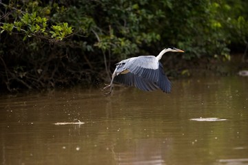 White-Necked Heron, ardea cocoi, Adult in Flight, Los Lianos in Venezuela