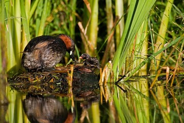Little Grebe, tachybaptus ruficollis, Adult with Chick on Nest, Pond in Normandy