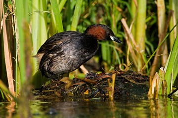 Little Grebe, tachybaptus ruficollis, Adult with Chick on Nest, Pond in Normandy