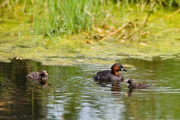 Little Grebe, tachybaptus ruficollis, Adult with Chicks, Pond in Normandy