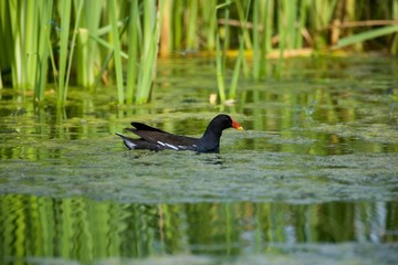 Common Moorhen or European Moorhen, gallinula chloropus, Adult standing on Pond, Normandy