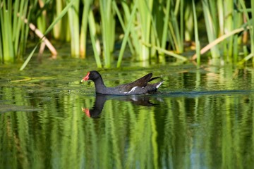 Common Moorhen or European Moorhen, gallinula chloropus, Adult standing on Pond, Normandy