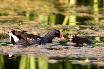Common Moorhen or European Moorhen, gallinula chloropus, Adult and Chick standing on Pond, Normandy