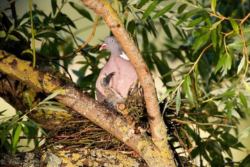 Wood Pigeon, columba palumbus, Adult and Chick standing on Nest, Normandy