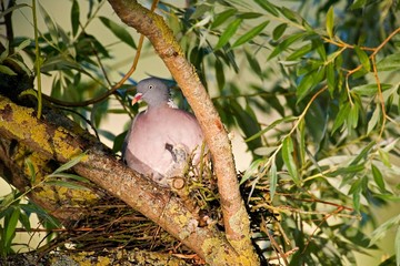 Wood Pigeon, columba palumbus, Adult and Chick standing on Nest, Normandy